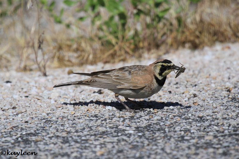 Horned lark