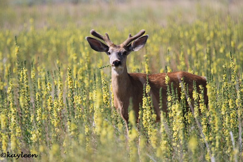 Mule deer