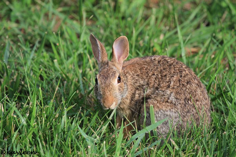 Eastern Cottontail