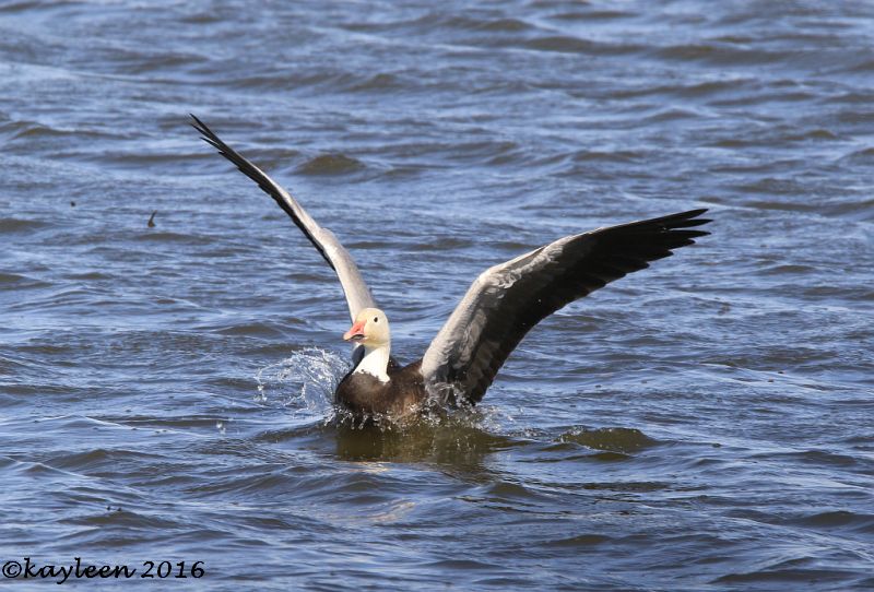 Snow goose (dark morph)