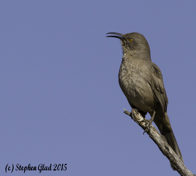 Curve-billed Thrasher