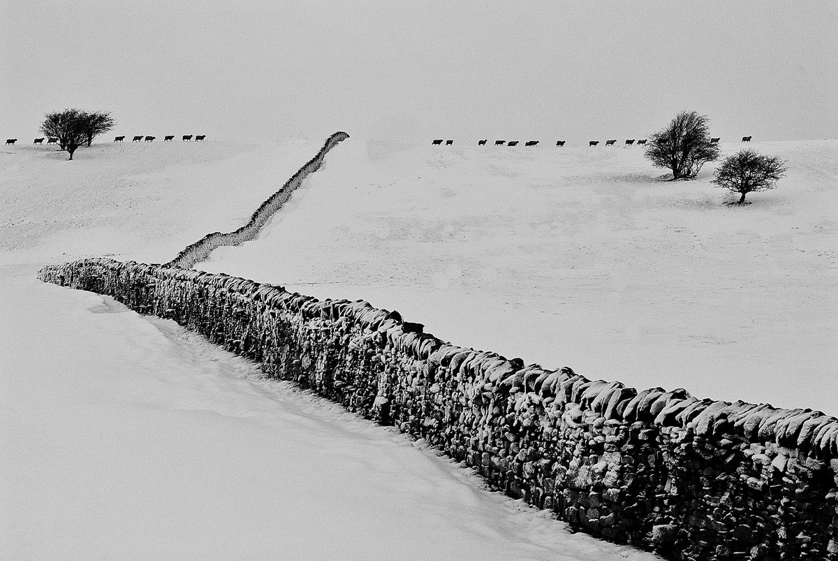 sheep in snow