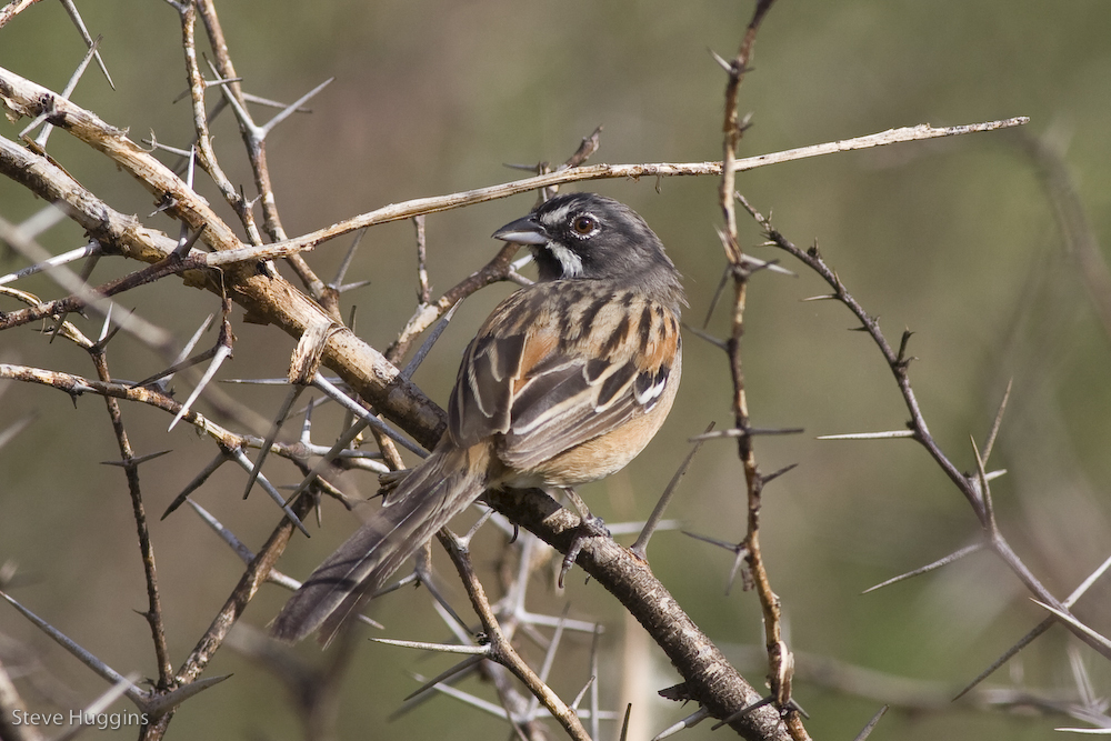 Bridled Sparrow-7056.jpg