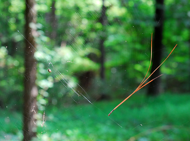 Looking through a spiders web.