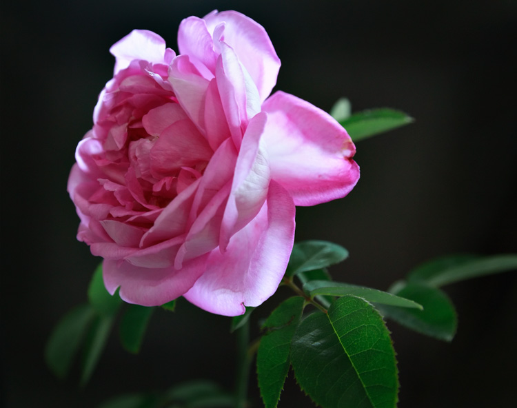 Magenta