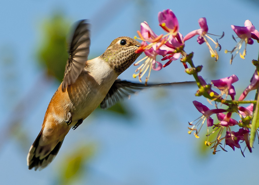 Rufous Hummer and Pink Honeysuckle