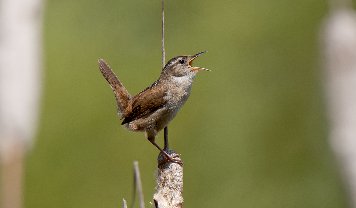 Marsh Wren