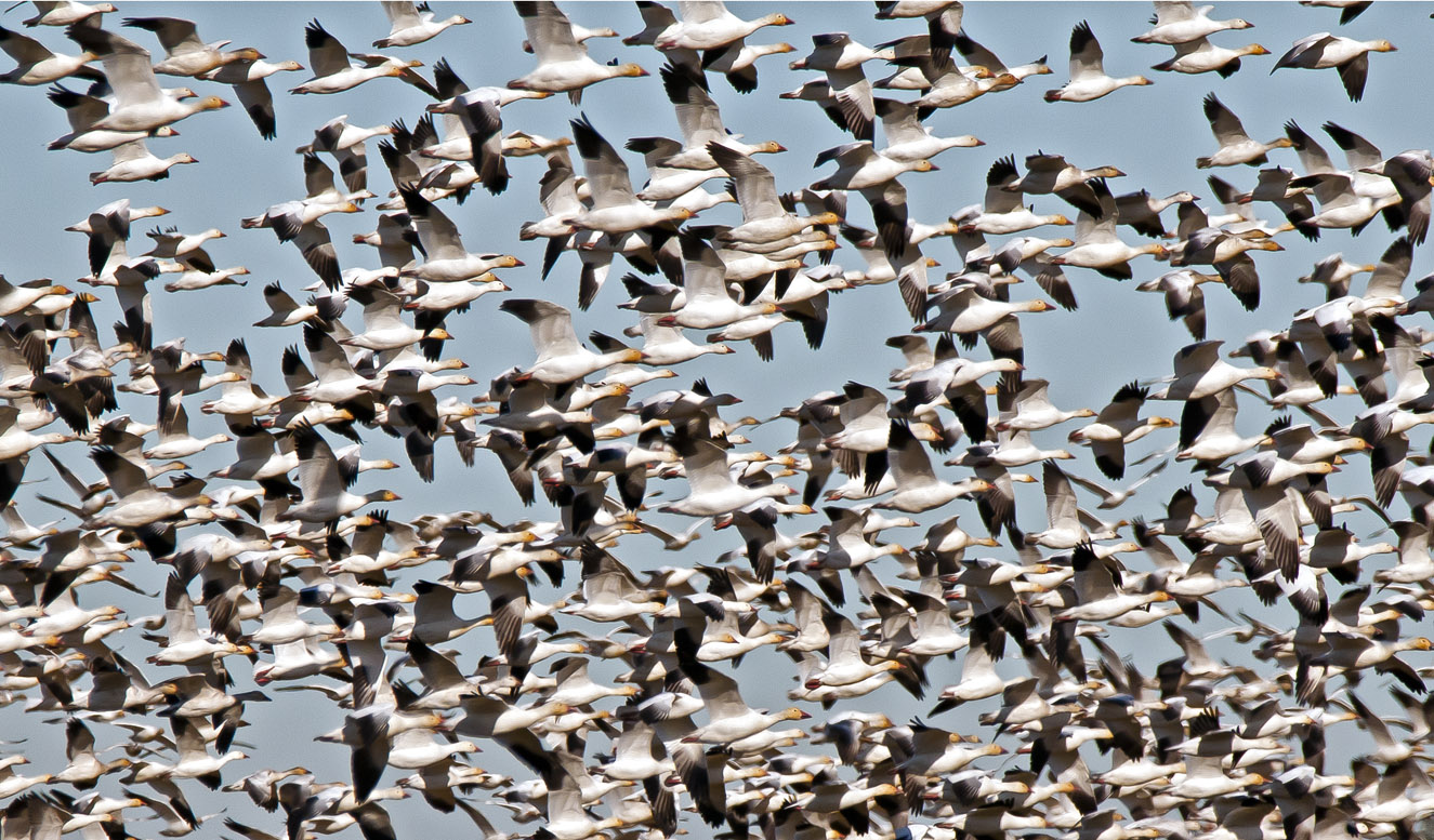 Snow Geese