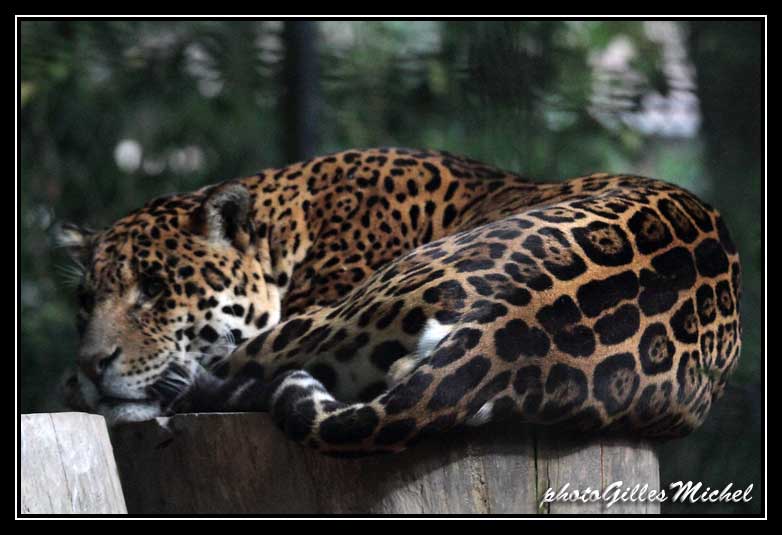 Beauval-152.jpg