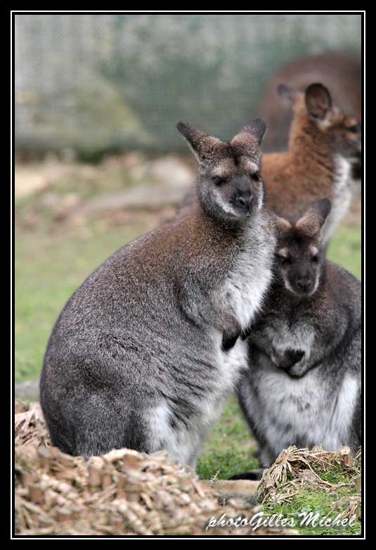 Beauval-389.jpg