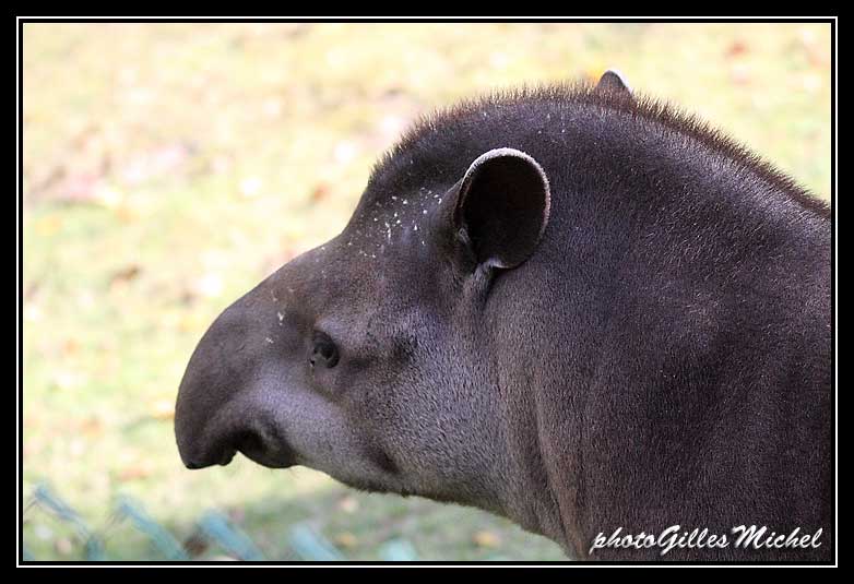 Beauval-702.jpg