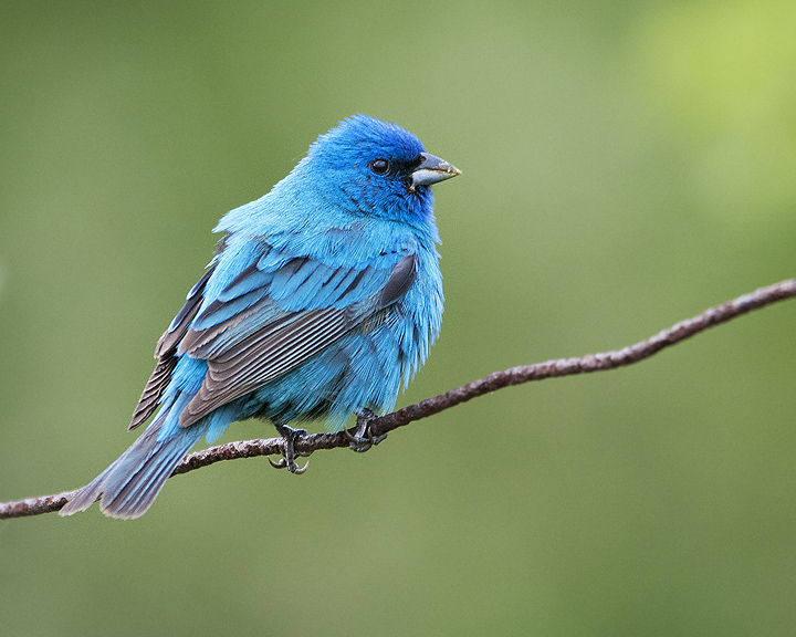 Indigo Bunting