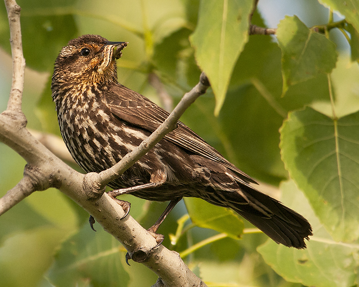 Red-winged Blackbird