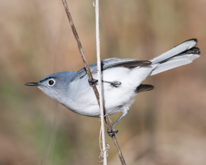 Bluegray gnatcatcher
