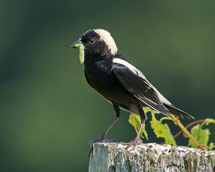 Bobolink
