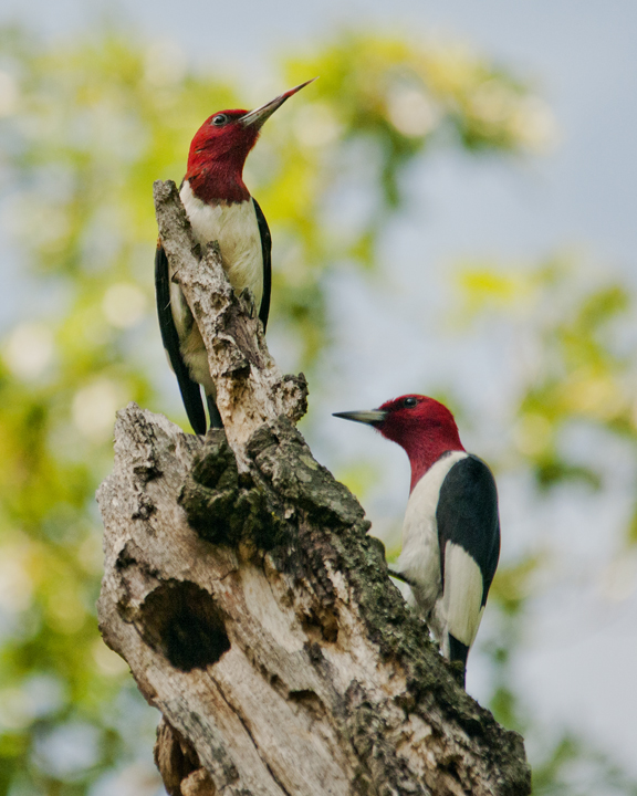 Pair of Redheaded Woodpeckers