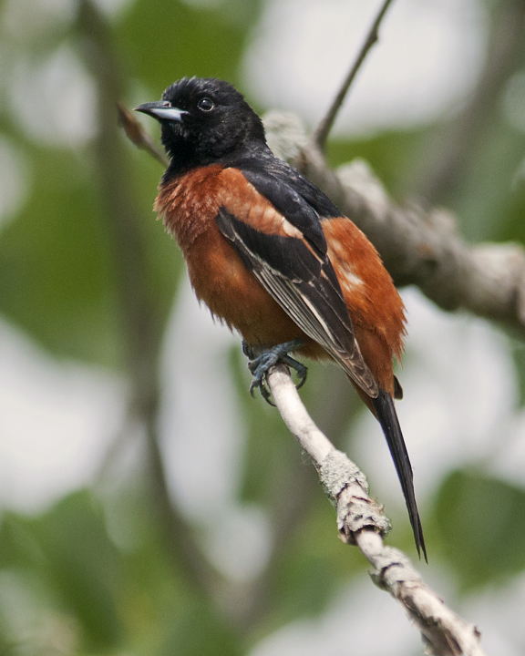 Orchard Oriole