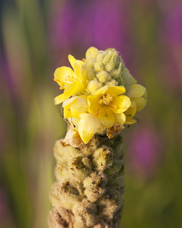 Common Mullein