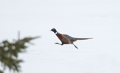 Pheasant on the Run