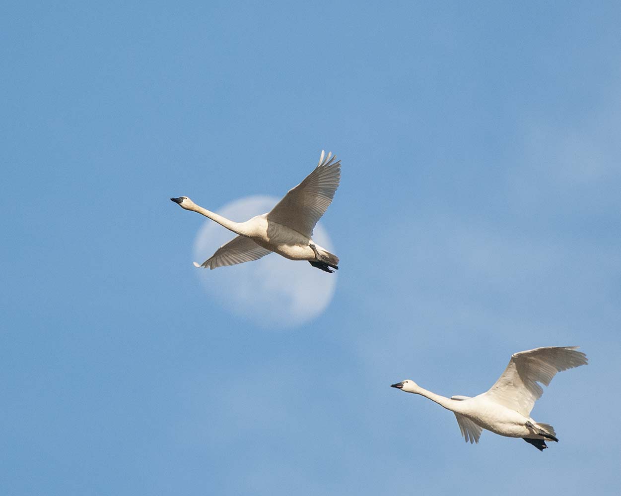 Swan Fly-by