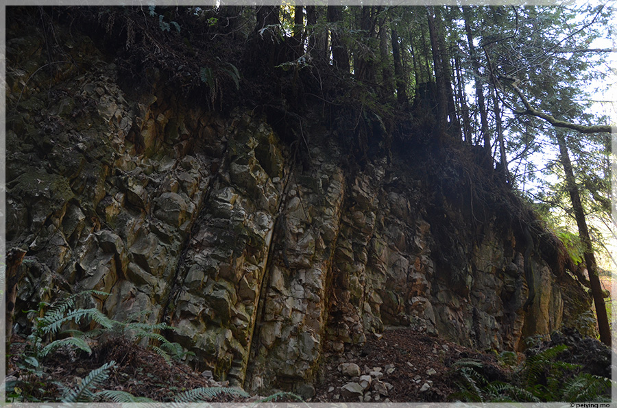 These roots are uplifted by massive rocks