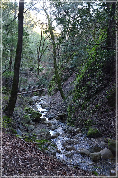 Swanson Creek - down stream