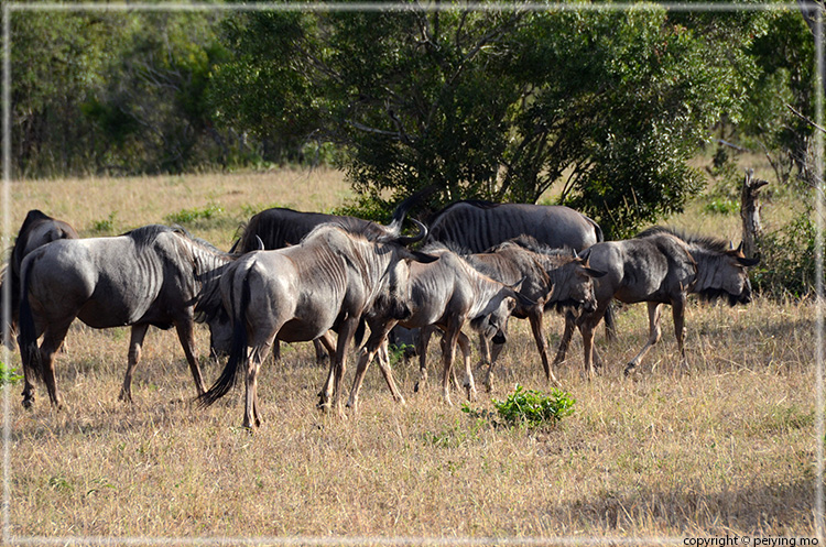 Wildebeests