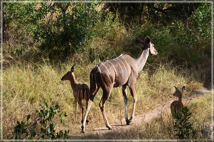 Size difference between female impalas and kudu