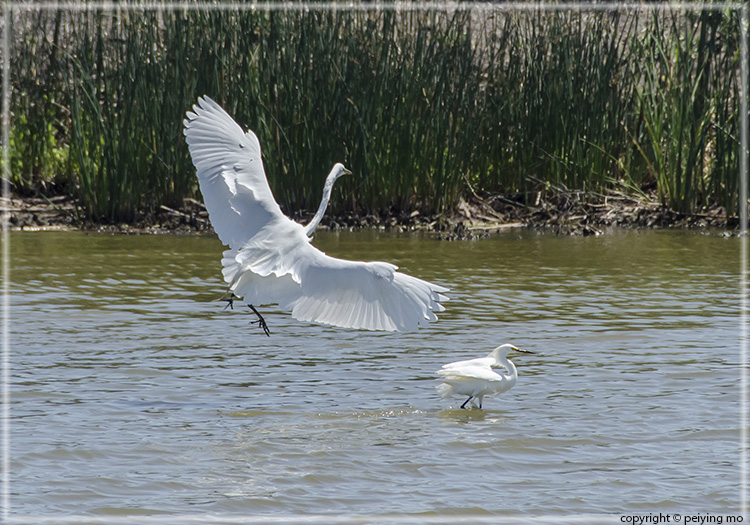 Great Egret and Snowy Egret - size difference!