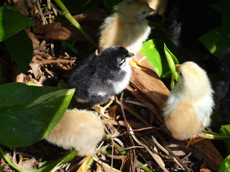 wild chicks, maui 