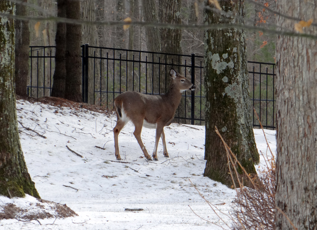 deer.jpg