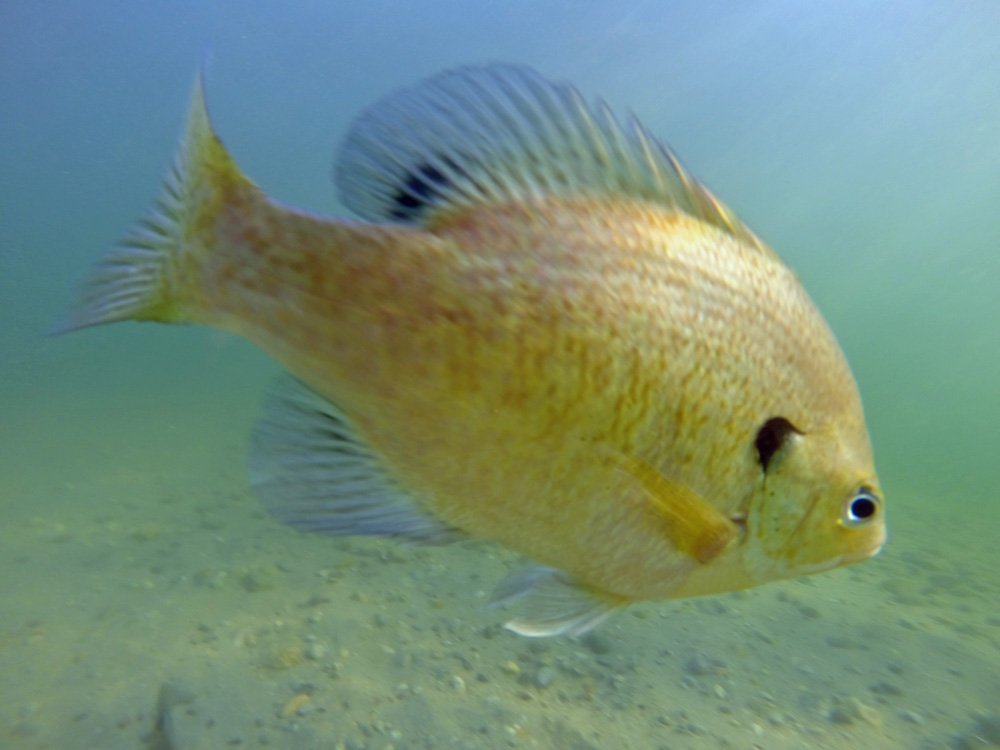 sunfishWT.jpg