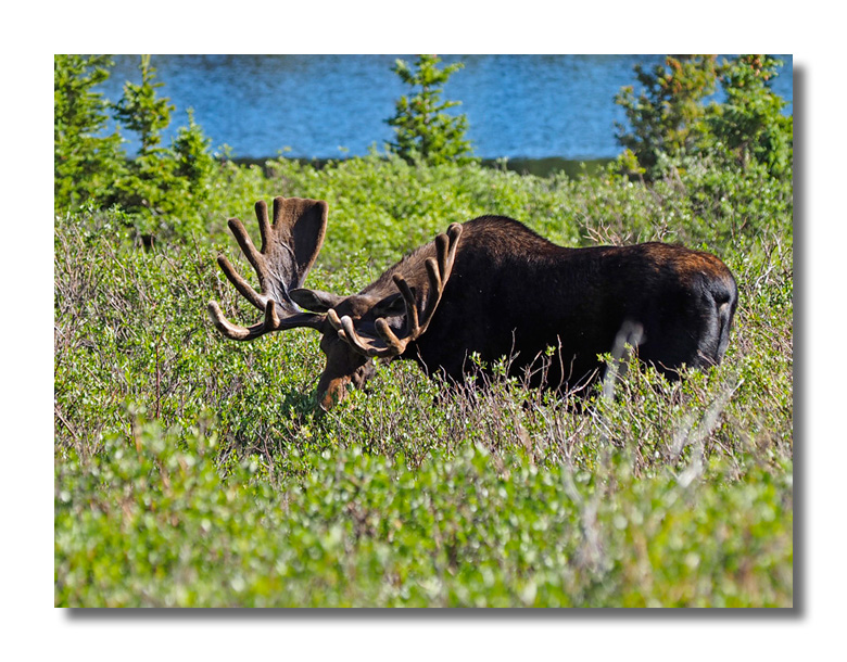 Bull Moose at Brainard Lake