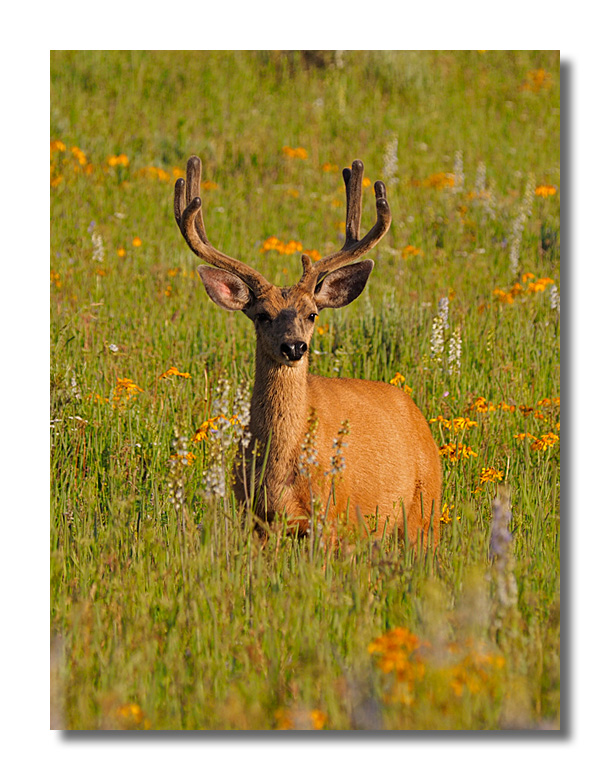 Mule Deer