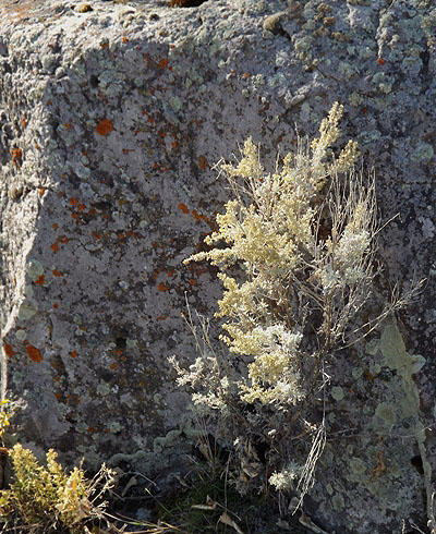 Sagebrush on South 5th Avenue