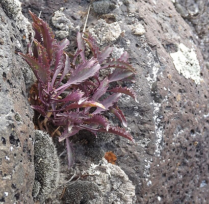 A Penstemon in Winter