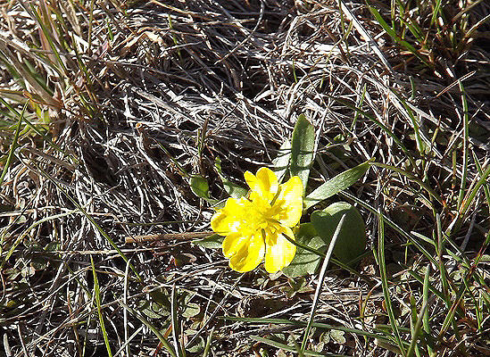 Single Sagebrush Buttercup