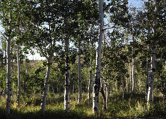 Hear Those Grouse and Bluebirds? 