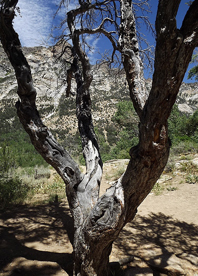 Mountain-mahogany Sculpture