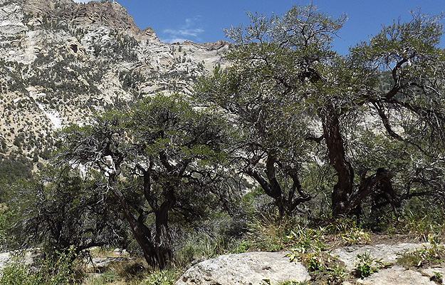 Sample of a <i>Cercocarpus<i> Forest