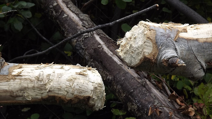 Beaver Work, Thwarted