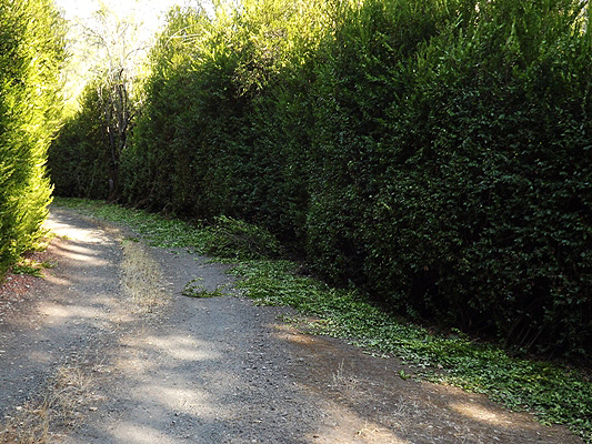 Hedge-trimming in Progress