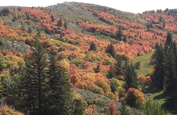 Hills Ready for Autumn