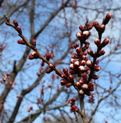 Apricot Buds Bursting, End of March