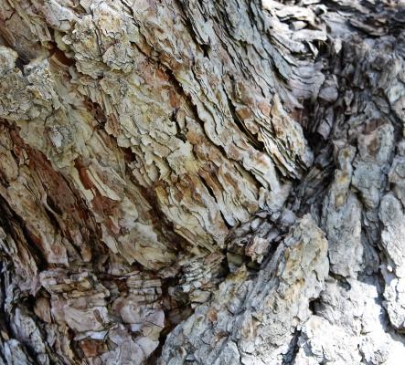 Bark Texture on Elm Tree