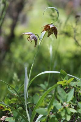 Fritillaria atropurpurea Nuttall