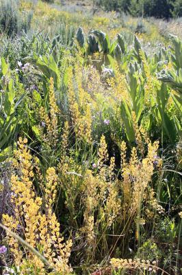 Fanweed, Field Pennycress