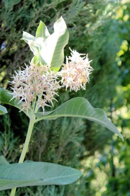Showy Milkweed