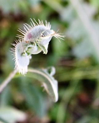 REALLY Prickly Lettuce