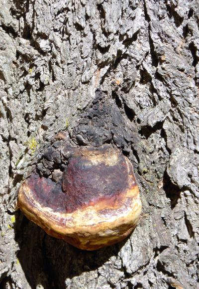 Fungus on a Fir